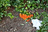 Dateiname=815.JPG
Dateigröße=239KB
Abmessungen: 599x400
hinzugefügt am: 23. Oktober 2011 815.JPG