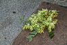Dateiname=832.JPG
Dateigröße=225KB
Abmessungen: 599x400
hinzugefügt am: 23. Oktober 2011 832.JPG